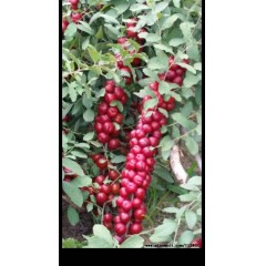 鈣果 農(nóng)大6號樹苗果樹苗木【郵政發(fā)貨、10棵起發(fā)貨】