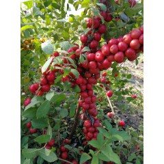 鈣果 農(nóng)大6號樹苗果樹苗木【郵政發(fā)貨、10棵起發(fā)貨】