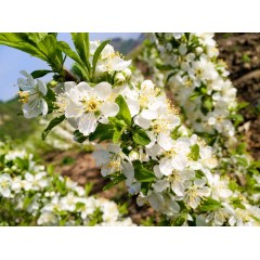 鈣果 農(nóng)大7號樹苗果樹苗木【郵政發(fā)貨、10棵起發(fā)貨】