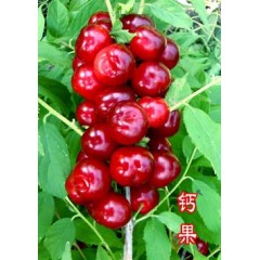 農(nóng)大鈣果4號果樹苗木【郵政發(fā)貨、10棵起發(fā)貨】