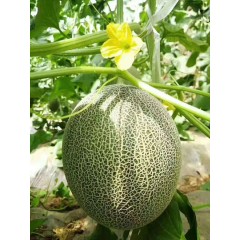 一只長在吐魯番的哈密瓜，西州蜜25號又叫“酥蜜25號”濃郁香甜，甜度驚人?。?！