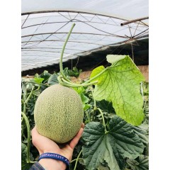 一只長在吐魯番的哈密瓜，西州蜜25號又叫“酥蜜25號”濃郁香甜，甜度驚人?。?！