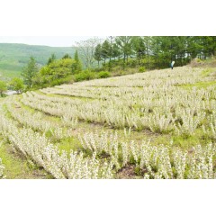 農(nóng)大鈣果苗木農(nóng)大4號、農(nóng)大6號、’‘農(nóng)大7號’樹苗【郵政發(fā)貨、10棵起發(fā)貨】