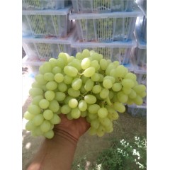 新疆 鮮葡萄  吐魯番無核白 鮮葡萄【件】