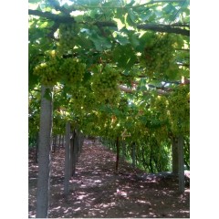 新疆 鮮葡萄  吐魯番無核白 鮮葡萄【件】