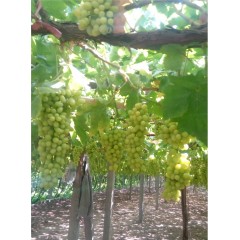 新疆 鮮葡萄  吐魯番無核白 鮮葡萄【件】