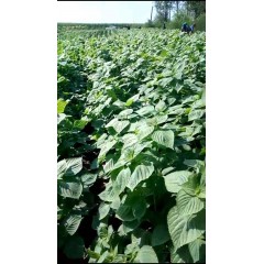 蘇子訂單農(nóng)業(yè) 訂單種植 蘇子葉、蘇子籽 回收收購