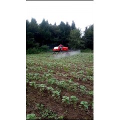 蘇子訂單農(nóng)業(yè) 訂單種植 蘇子葉、蘇子籽 回收收購