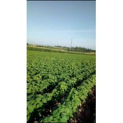 蘇子訂單農(nóng)業(yè) 訂單種植 蘇子葉、蘇子籽 回收收購